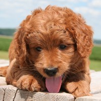 Mini goldendoodle store with short legs